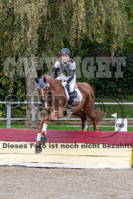 Goldene Schärpe 2020 - Pferde