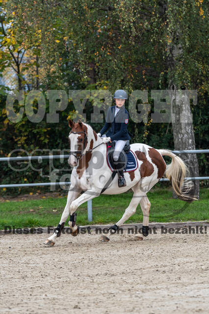 Goldene Schärpe 2020 - Pferde