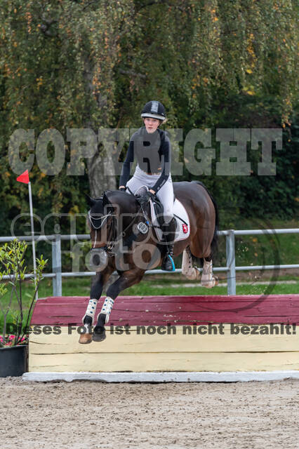 Goldene Schärpe 2020 - Pferde