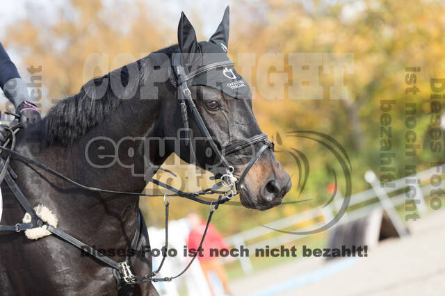 IGV Lehrgang der Sieger der Cups mit Frank Ostholt