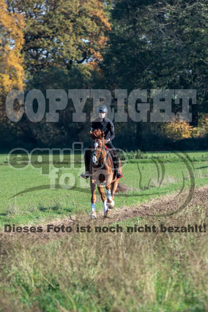 Vielseitigkeitslehrgang mit Jürg Kurbel (9.+10.11.2019)