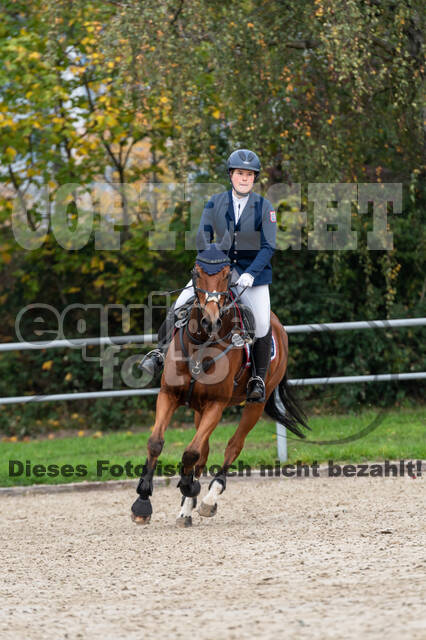 Goldene Schärpe 2020 - Pferde