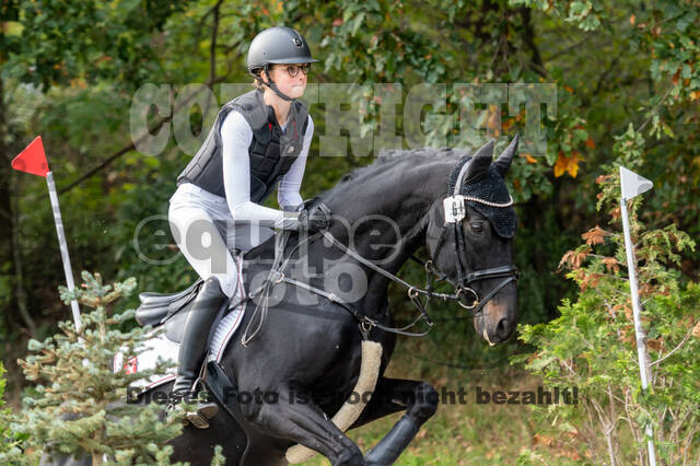 Goldene Schärpe 2020 - Pferde