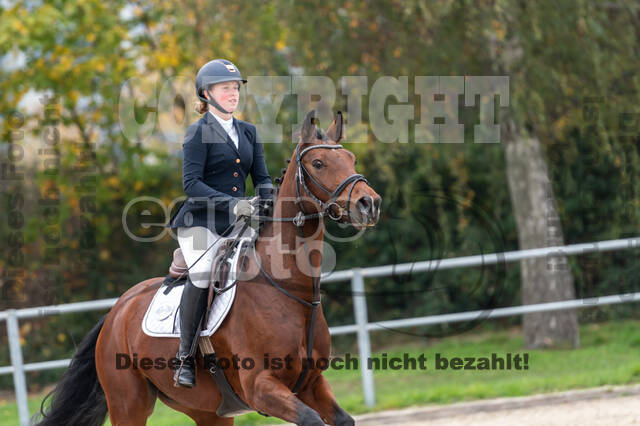 Goldene Schärpe 2020 - Pferde