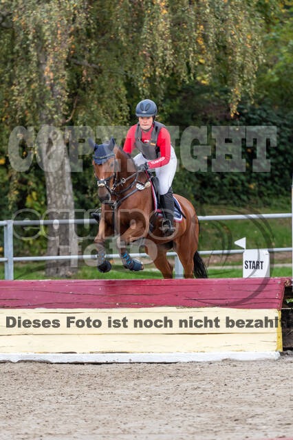 Goldene Schärpe 2020 - Pferde