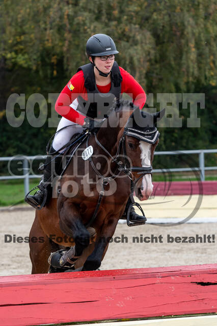 Goldene Schärpe 2020 - Pferde