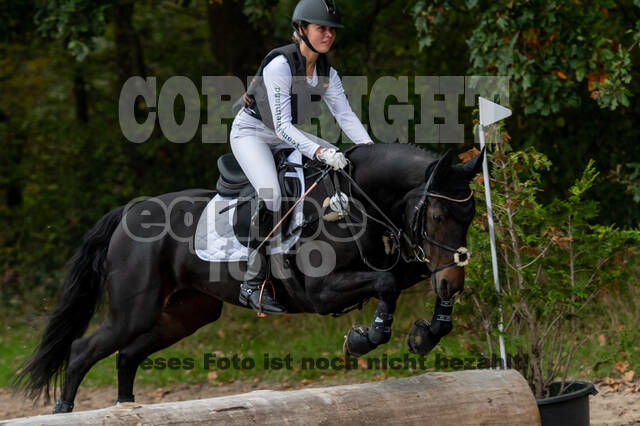 Goldene Schärpe 2020 - Pferde