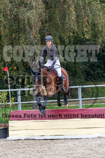 Goldene Schärpe 2020 - Pferde