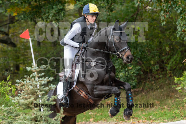 Goldene Schärpe 2020 - Pferde