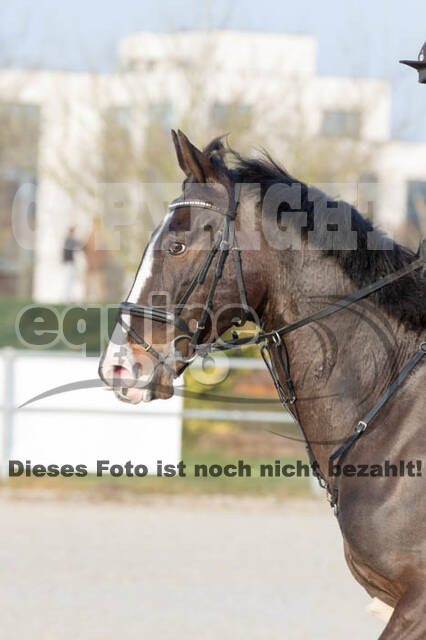 Eventing Langenfeld 2018