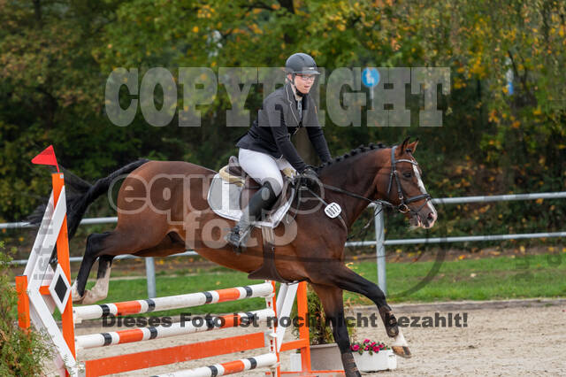 Goldene Schärpe 2020 - Pferde