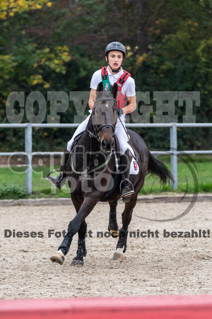 Goldene Schärpe 2020 - Pferde