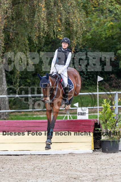 Goldene Schärpe 2020 - Pferde