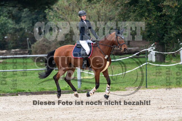 Goldene Schärpe 2020 - Pferde