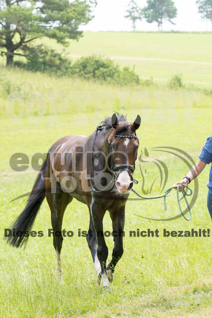 DJM Vielseitigkeit 2019, Kreuth