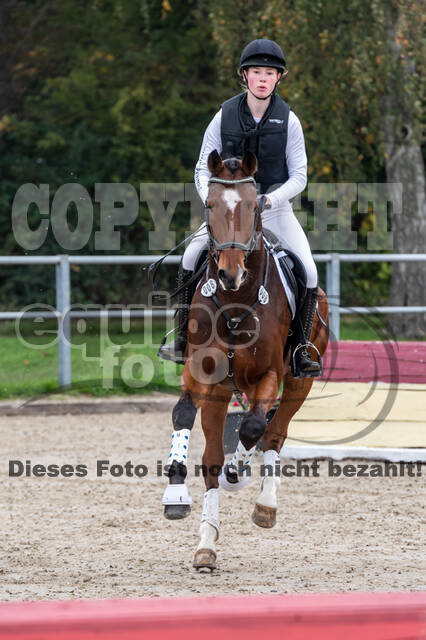 Goldene Schärpe 2020 - Pferde