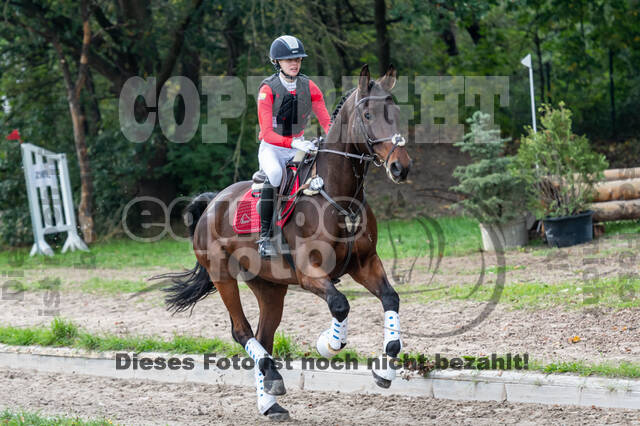 Goldene Schärpe 2020 - Pferde