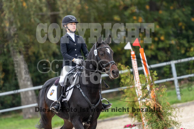 Goldene Schärpe 2020 - Pferde