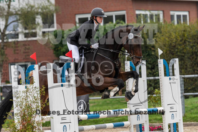 Goldene Schärpe 2020 - Pferde