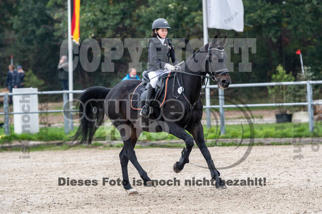 Goldene Schärpe 2020 - Pferde