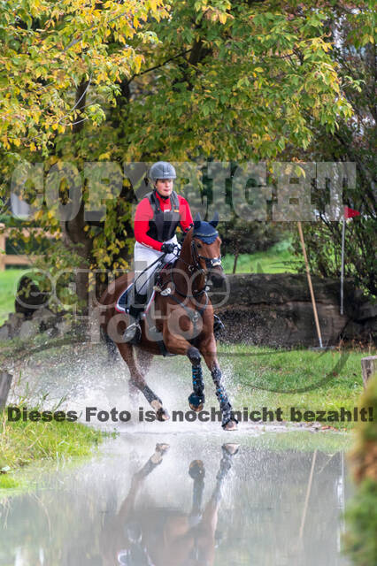 Goldene Schärpe 2020 - Pferde