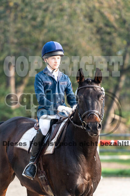 Goldene Schärpe 2020 - Pferde