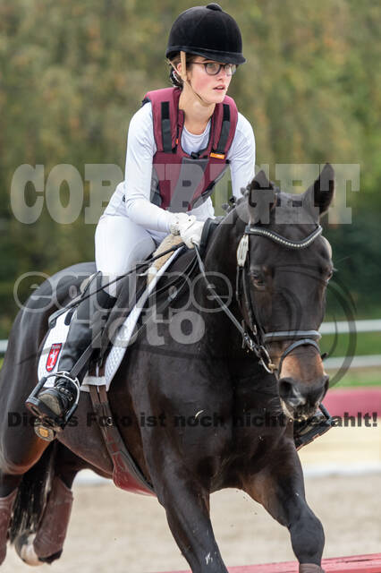 Goldene Schärpe 2020 - Pferde