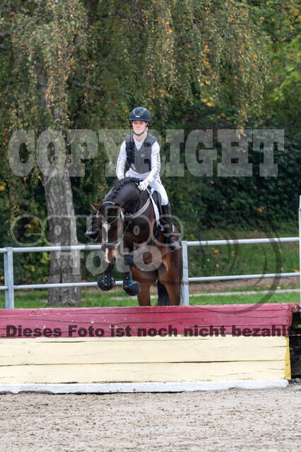 Goldene Schärpe 2020 - Pferde