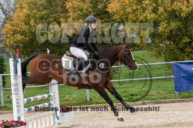 Goldene Schärpe 2020 - Pferde