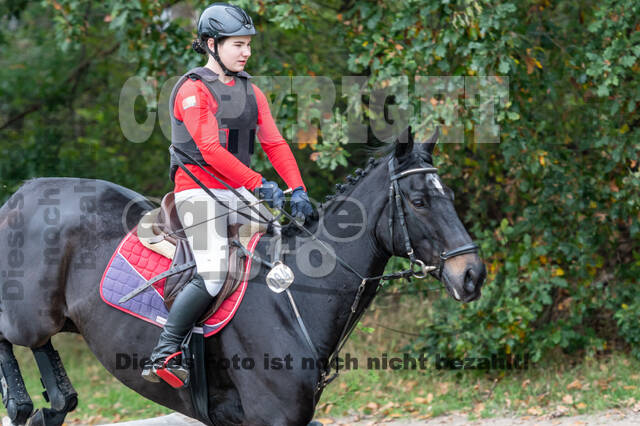 Goldene Schärpe 2020 - Pferde