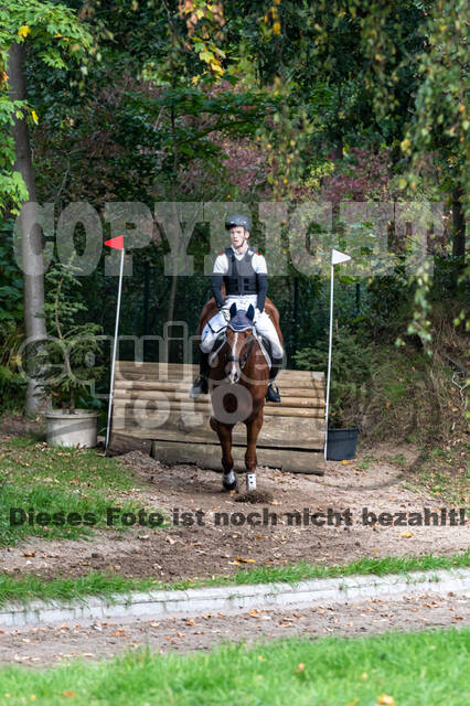 Goldene Schärpe 2020 - Pferde