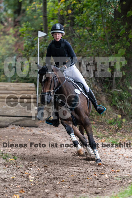 Goldene Schärpe 2020 - Pferde