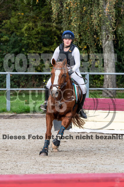 Goldene Schärpe 2020 - Pferde