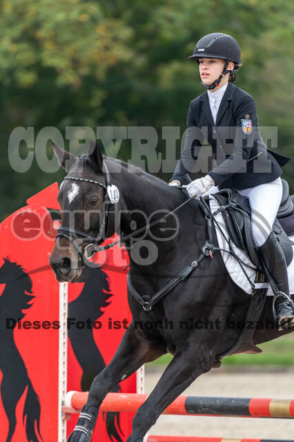 Goldene Schärpe 2020 - Pferde