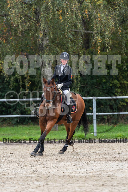 Goldene Schärpe 2020 - Pferde