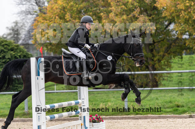 Goldene Schärpe 2020 - Pferde