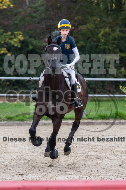 Goldene Schärpe 2020 - Pferde