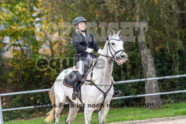 Goldene Schärpe 2020 - Pferde