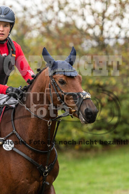 Goldene Schärpe 2020 - Pferde