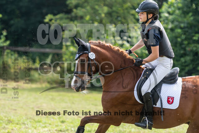 Goldene Schärpe 2021 - Ponys