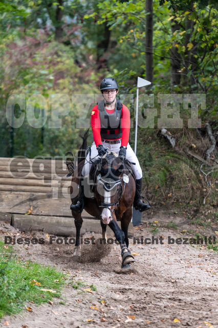 Goldene Schärpe 2020 - Pferde