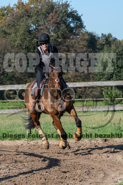 Vielseitigkeitslehrgang mit Jürg Kurbel (9.+10.11.2019)