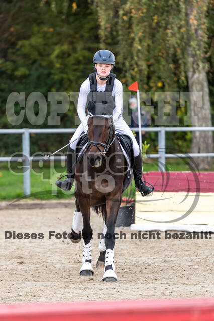 Goldene Schärpe 2020 - Pferde