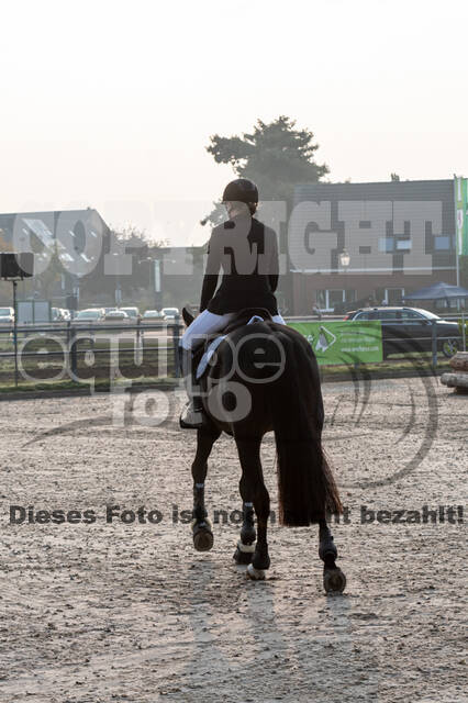 Goldene Schärpe 2020 - Pferde