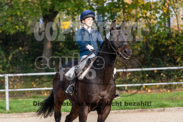 Goldene Schärpe 2020 - Pferde