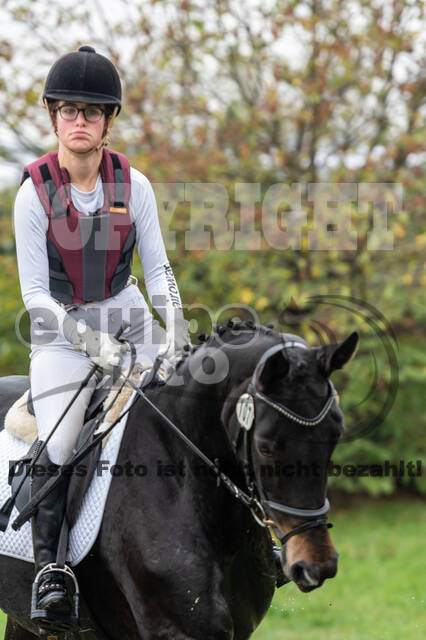 Goldene Schärpe 2020 - Pferde