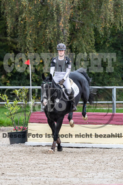 Goldene Schärpe 2020 - Pferde