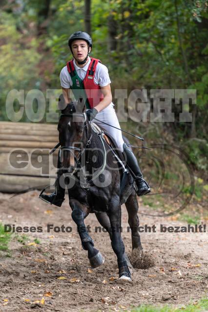 Goldene Schärpe 2020 - Pferde