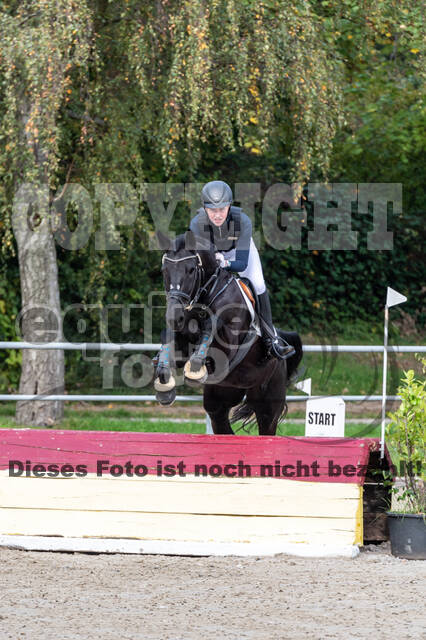 Goldene Schärpe 2020 - Pferde