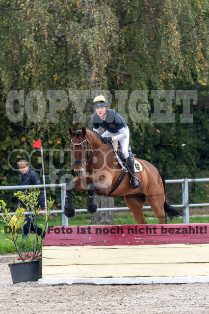 Goldene Schärpe 2020 - Pferde